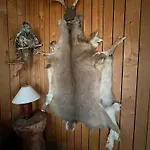 Kyläkaupan * Rayskala